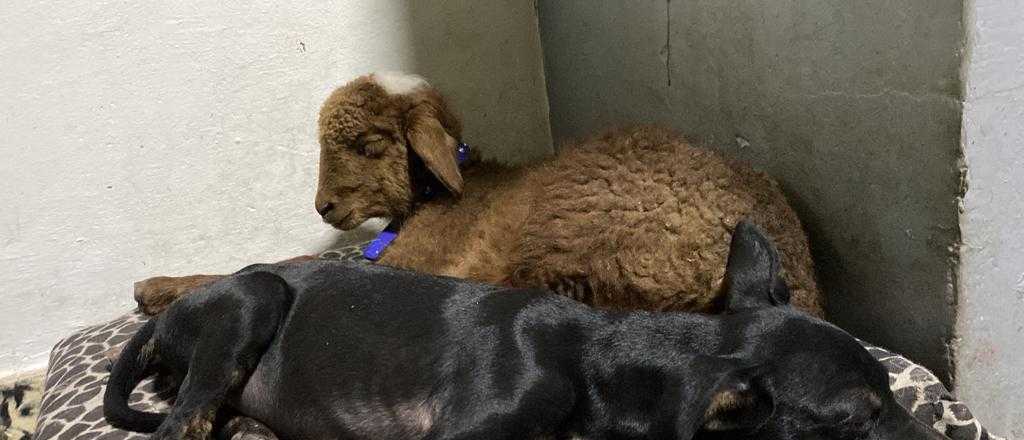 Una familia mendocina busca a su cordero Chihiro que desapareci&oacute; en Luj&aacute;n