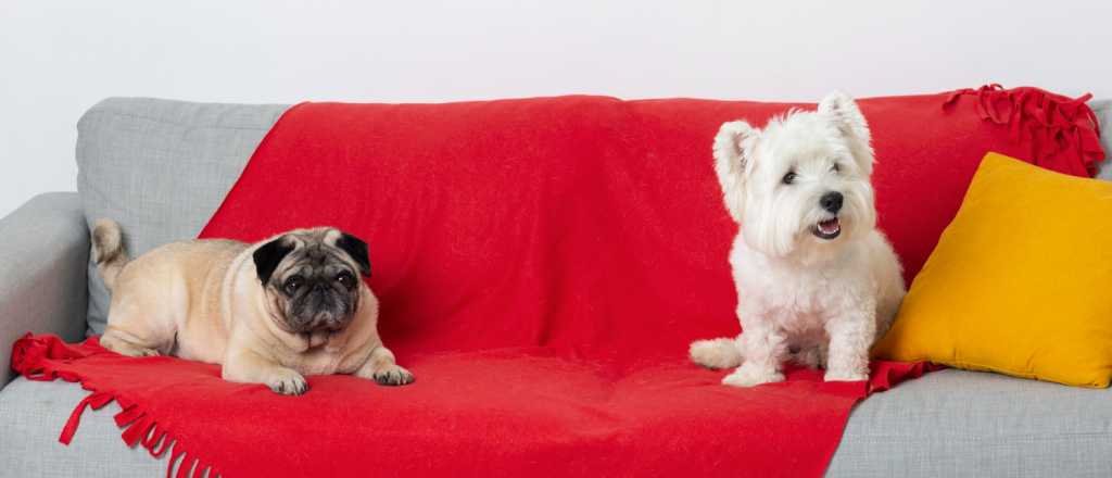 ¿Cómo evitar que tu perro se suba al sofá? tips útiles