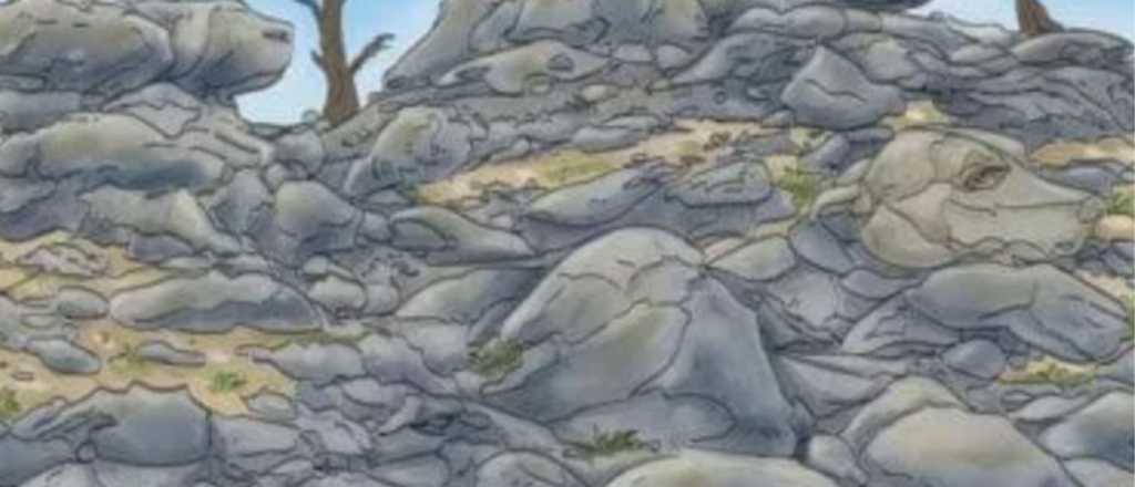 Acertijo visual: ¿Podés al perro escondido entre las piedras?