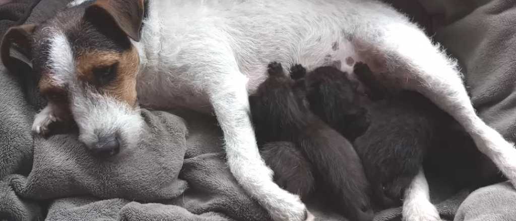 Una mujer rescató a seis gatitos abandonados y su perra los amamantó