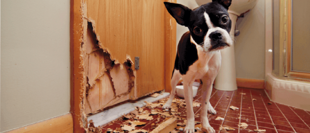 &iquest;Por qu&eacute; mi perro rasca la puerta? Conoc&eacute; las causas y soluciones