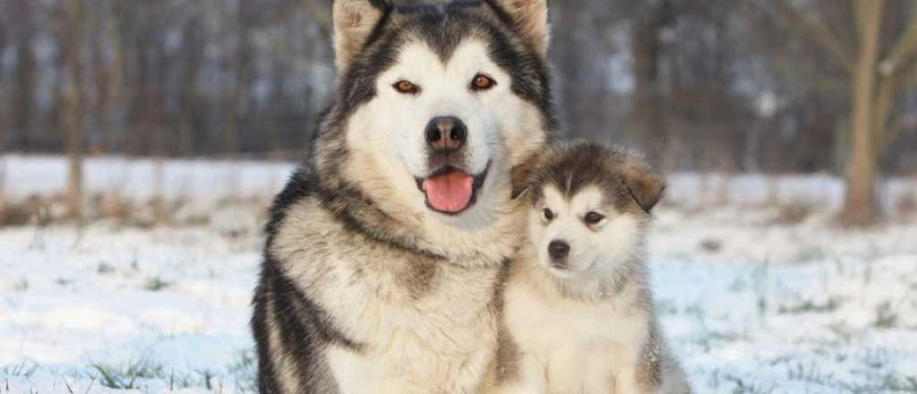 Razas de perros que parecen lobos: conoce estas sorprendentes semejanzas
