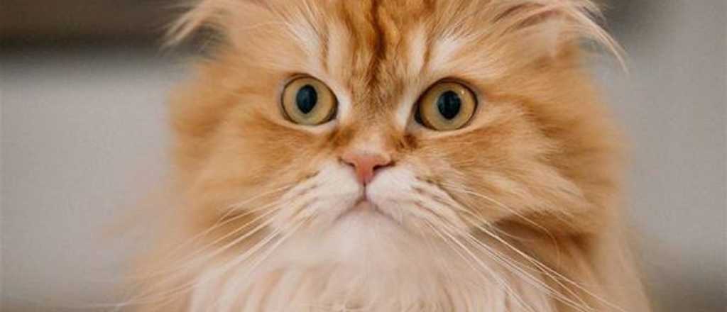 Decodificando a tu felino: descubre las 276 expresiones faciales gatunas
