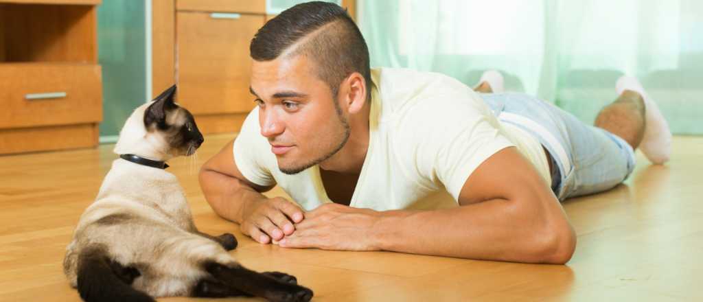 Existen categorías de dueños de gatos, ¿sabés cuál es tu estilo de crianza felina?