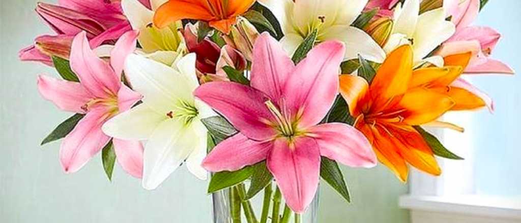 Explor&aacute; los tipos de lirios y c&oacute;mo cultivar variedades asombrosas