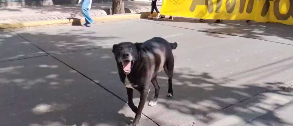 Video: el perro piquetero que encabezó la marcha de Ampros