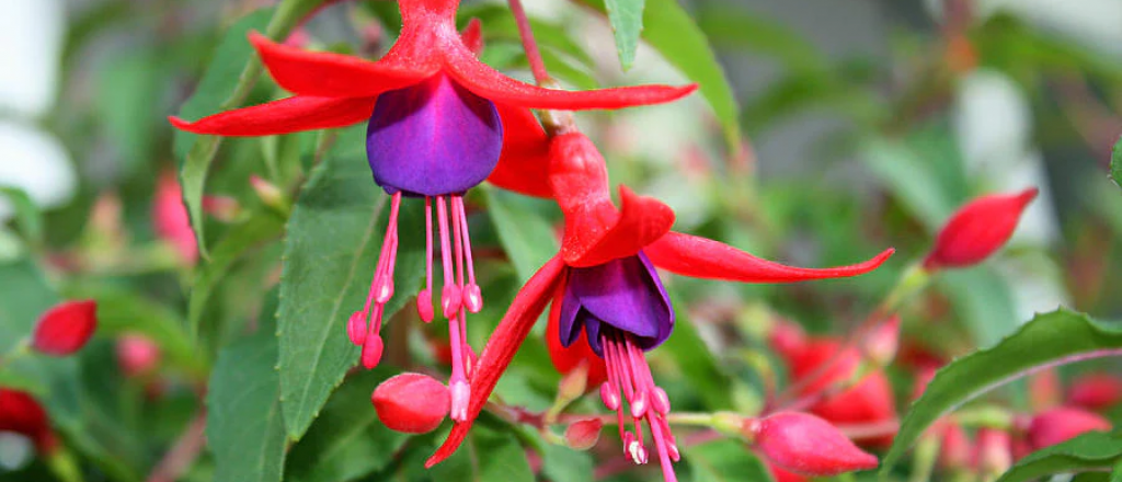Flores con forma de campana: colores y cuidados desvelados