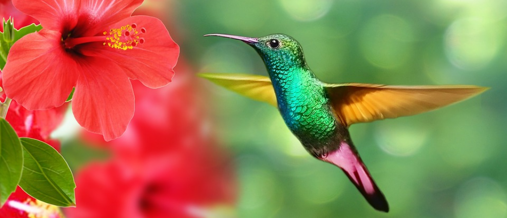 Atrapa la magia del vuelo con flores que encantan colibr&iacute;es