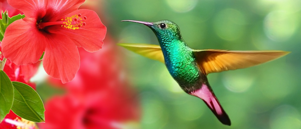 Atrapa la magia del vuelo con flores que encantan colibríes