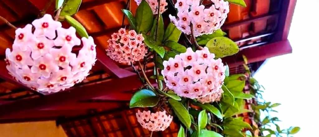 Aromas nocturnos: descubrí plantas que perfuman el jardín en la oscuridad