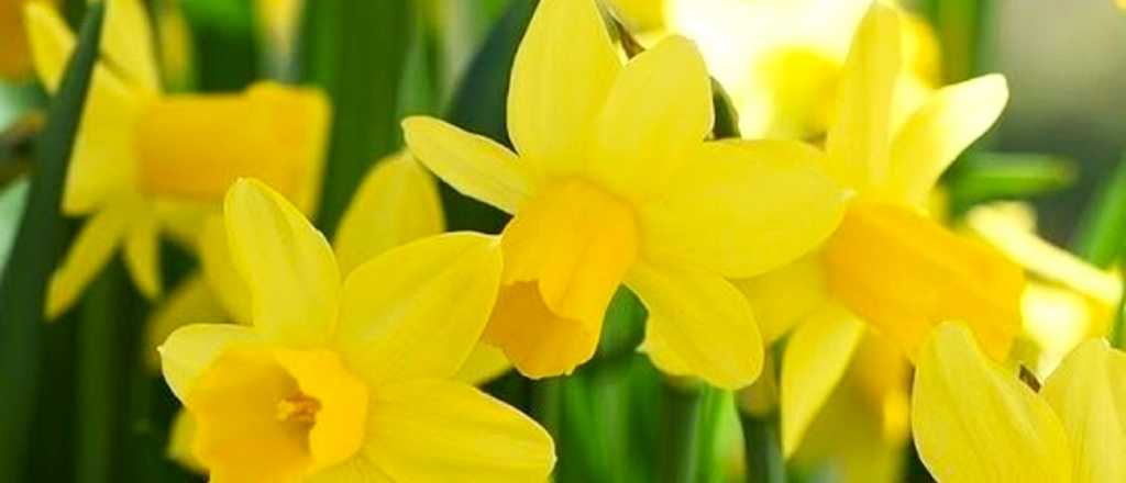 Los Narcisos: cómo plantar, cuidar y disfrutar de su esplendor