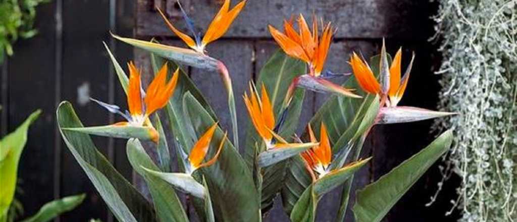 Ave del para&iacute;so, elegancia tropical en tu hogar