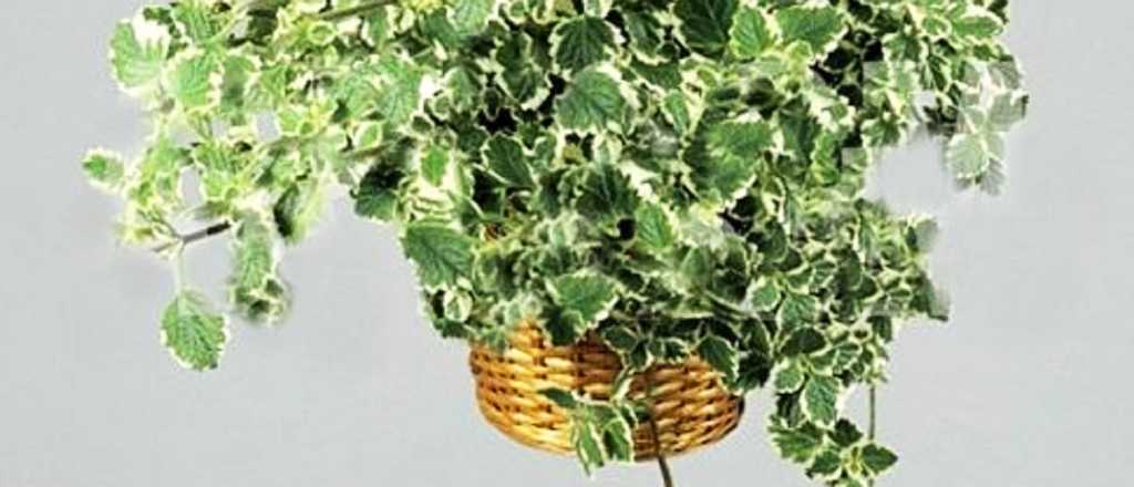 Reproduc&iacute; la planta de incienso con esta gu&iacute;a pr&aacute;ctica y sencilla