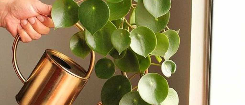Dominá el arte de multiplicar tu Pilea: ¡Su reproducción sin secretos!
