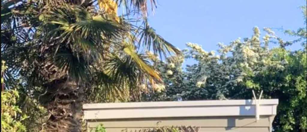 &iexcl;Muy pocas personas logran verlo! &iquest;D&oacute;nde se esconde el gato?