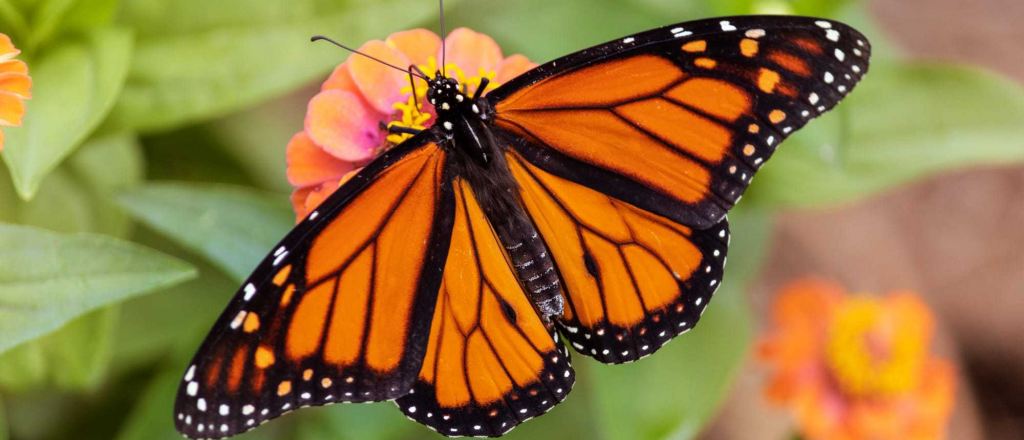 Cómo crear un jardín que atraiga mariposas: plantas y consejos