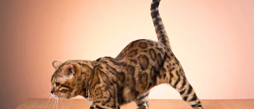  Gatos y colas: las razones de los movimientos como cascabel