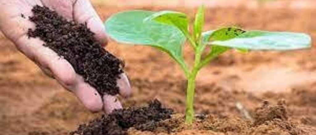 Los cinco mejores abonos org&aacute;nicos para tu jard&iacute;n
