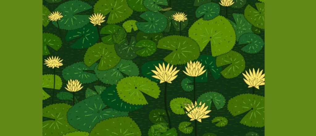 Acertijo visual: &iquest;Pod&eacute;s encontrar a los cinco animales ocultos?