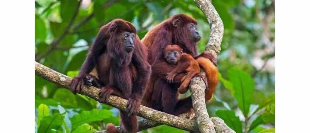 Según la ciencia, los primeros primates vivían en pareja