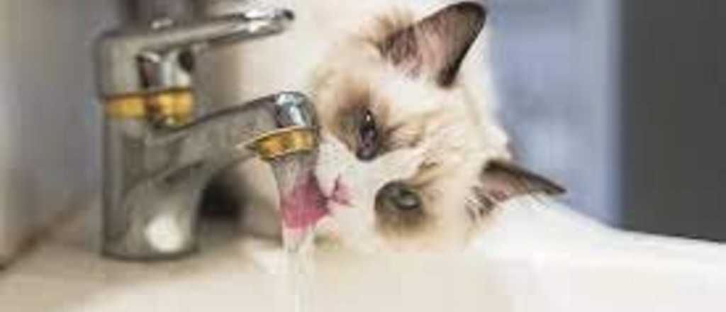 ¿Por qué los gatos aman beber agua de la canilla?