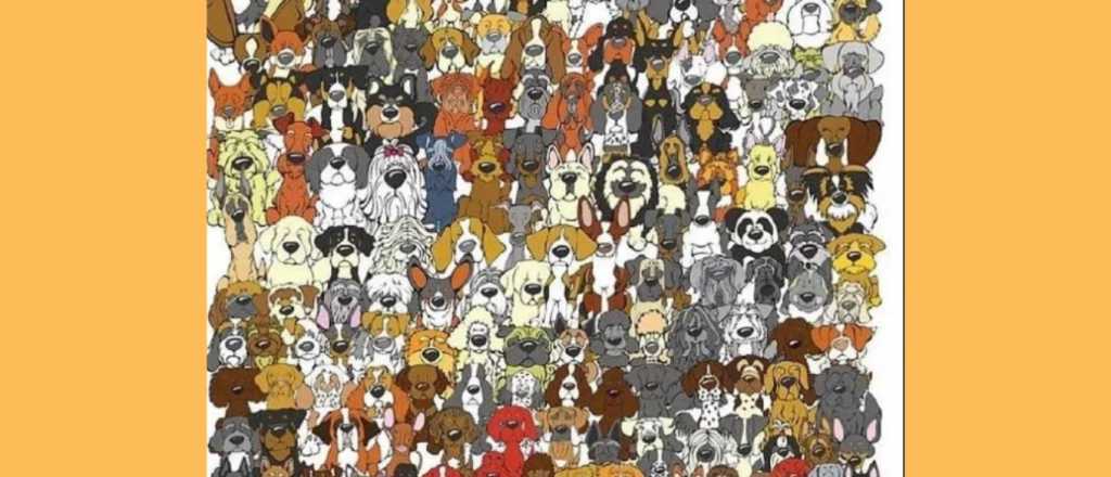 Acertijo visual: ¿podés encontrar al oso panda escondido?