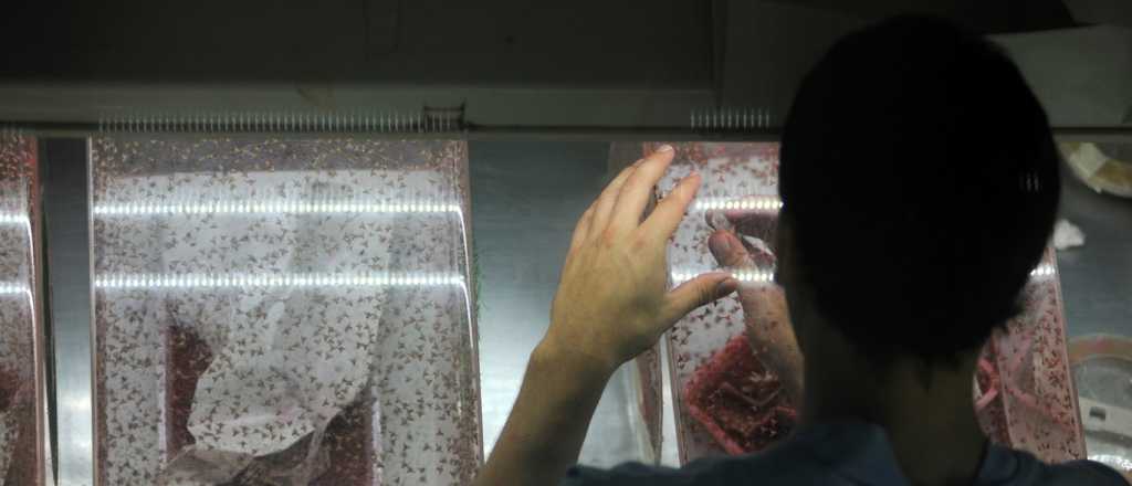 Mendoza gastar&aacute; $500 millones en comida para moscas