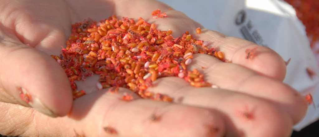 Tupungato, en emergencia por la mosca del mediterr&aacute;neo