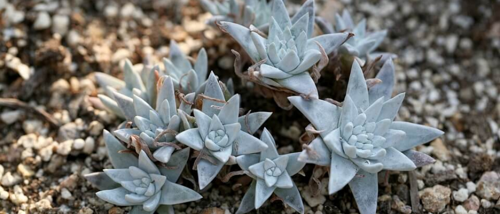 Sustrato ideal para suculentas, cómo hacerlo en casa paso a paso