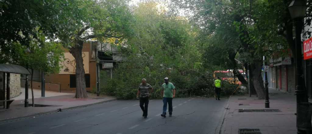 La tormenta de este martes tiró árboles, postes y cables en Mendoza