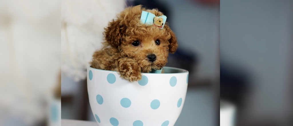 Perros "Tacita de té": problemas de salud y cuidados necesario