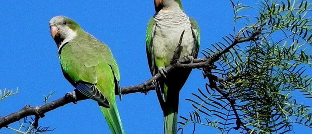 El impacto de las cotorras en la producción también afecta a otras provincias