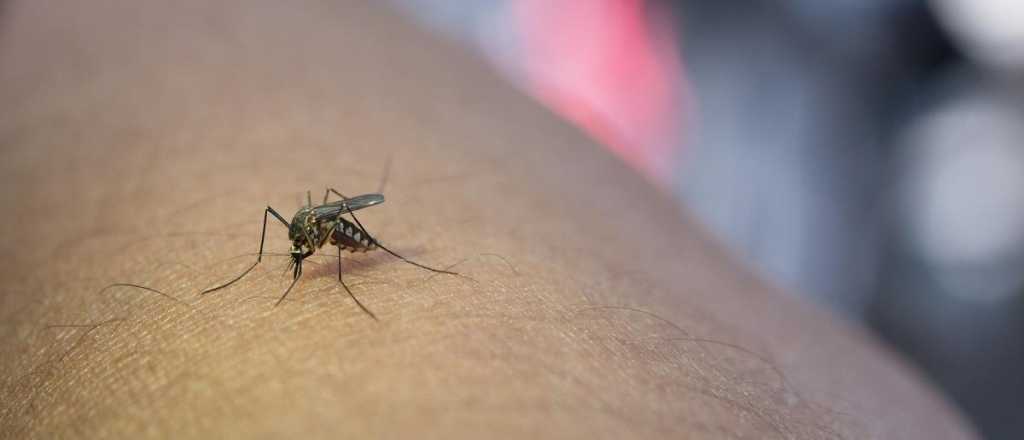 Qué generó la "invasión" de mosquitos en Mendoza