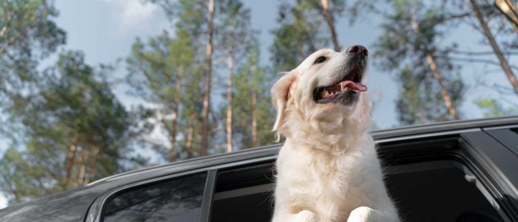 Guía completa: cómo viajar con perros de forma tranquila