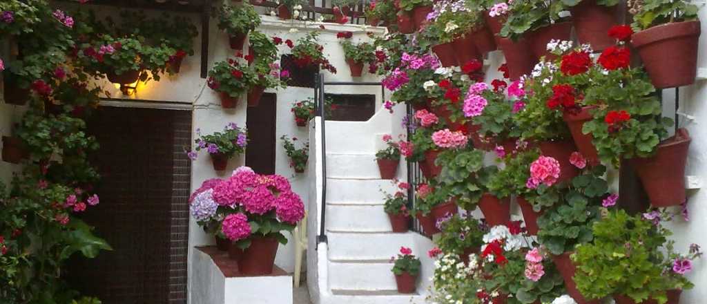 Sacá estas flores de tu casa porque traen mala suerte