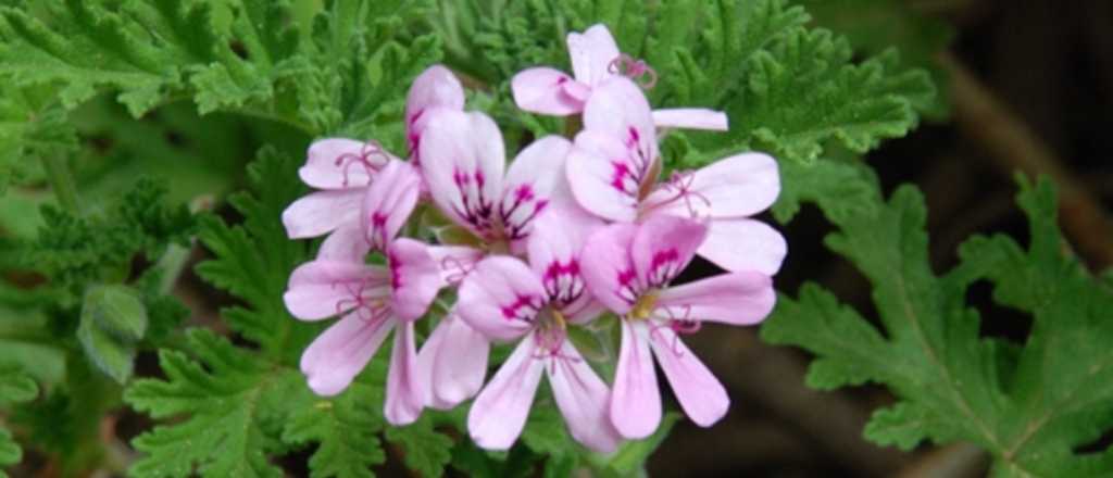 Descubr&iacute; la citronela: tu aliada natural contra mosquitos