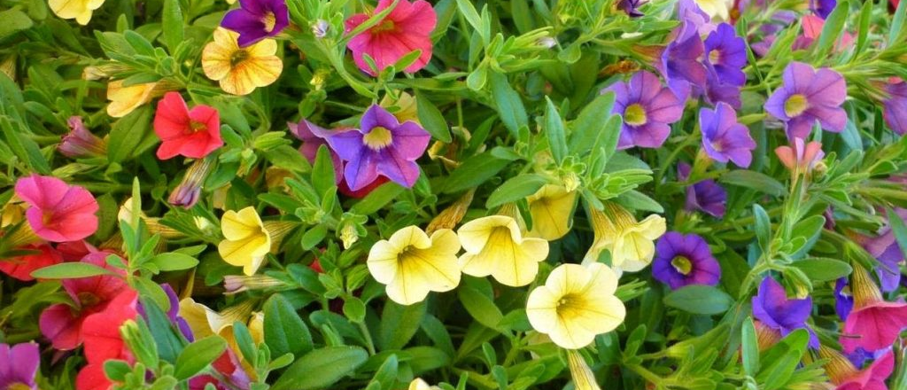 Todo sobre la Calibrachoa hybrida, caracter&iacute;sticas, cuidados y variedades florales