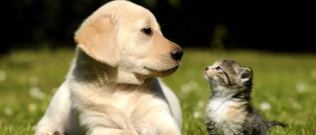 El adorable secreto detrás de por qué tu gato toca tu nariz con la suya