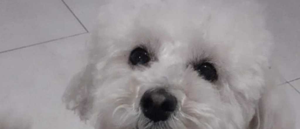 Denunci&oacute; a su amiga por regalarle la perra