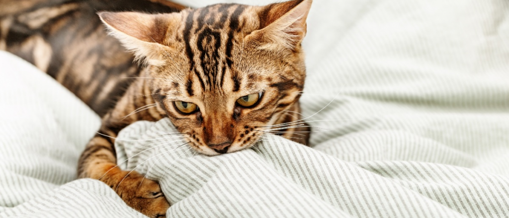 Comportamiento gatuno: las razones detrás de amasar y morder mantas