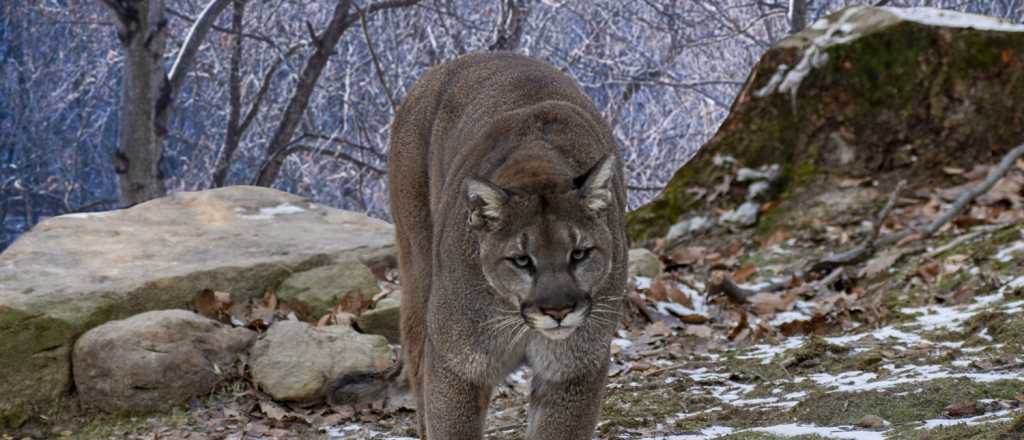 Buscan resolver el conflicto entre productores ganaderos y carn&iacute;voros