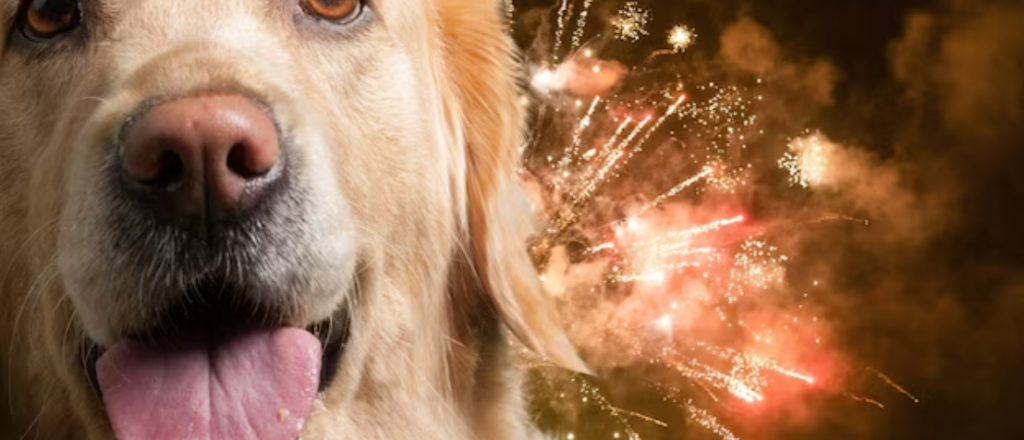 C&oacute;mo tranquilizar a un perro asustado por petardos: consejos pr&aacute;cticos