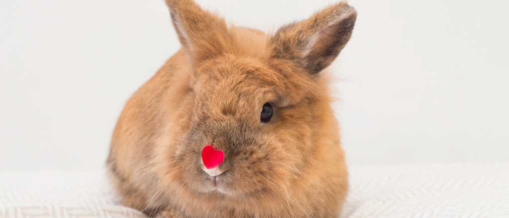 Por qué los conejos tienen 'Narices Inquietas': todo sobre su lenguaje