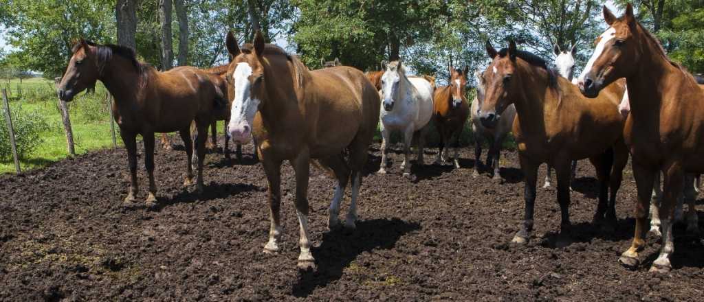 Subastan caballos y vacas retenidos por circular "sin papeles"