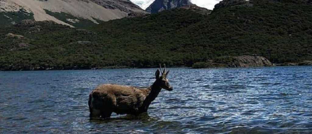 La increíble laguna con huemules en la Patagonia