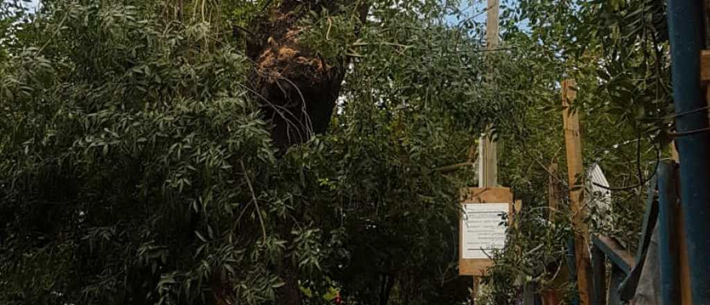 Talaron de prepo un &aacute;rbol para edificar en Ciudad: $3,4 millones de multa