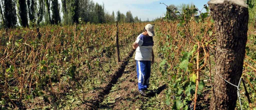 Nación declaró la emergencia agropecuaria en Mendoza hasta 2026