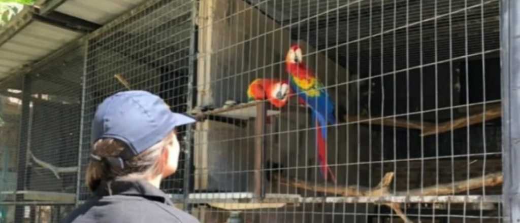 Allanan un "zoológico" de animales exóticos en dos quintas en Canning