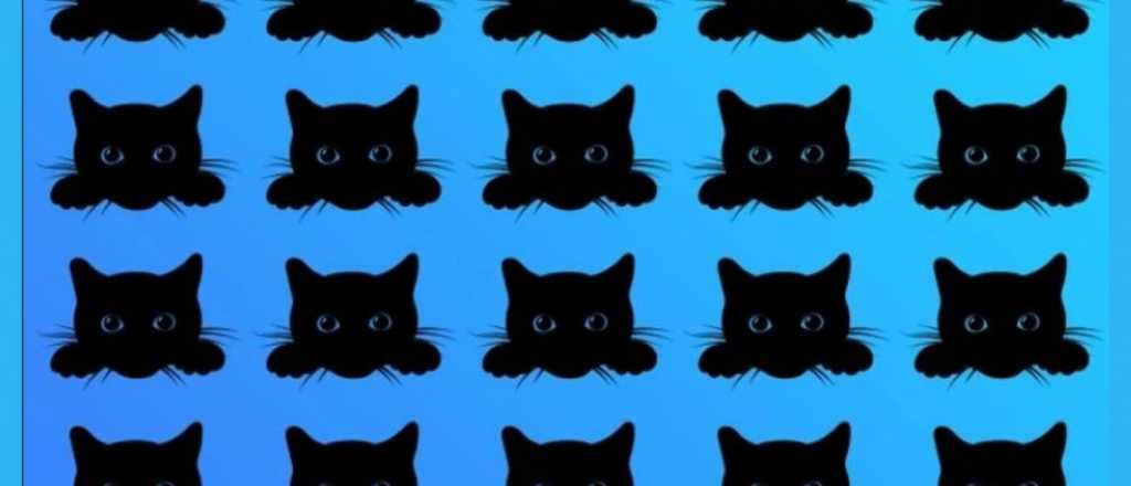 Prueba visual: ¿podés encontrar al gato diferente al resto?