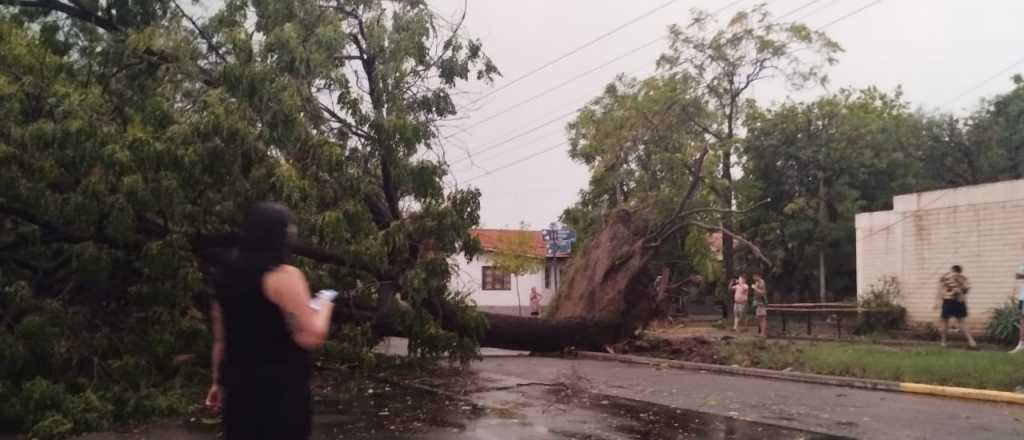 Árboles, postes y techos caídos por el tremendo temporal en Mendoza